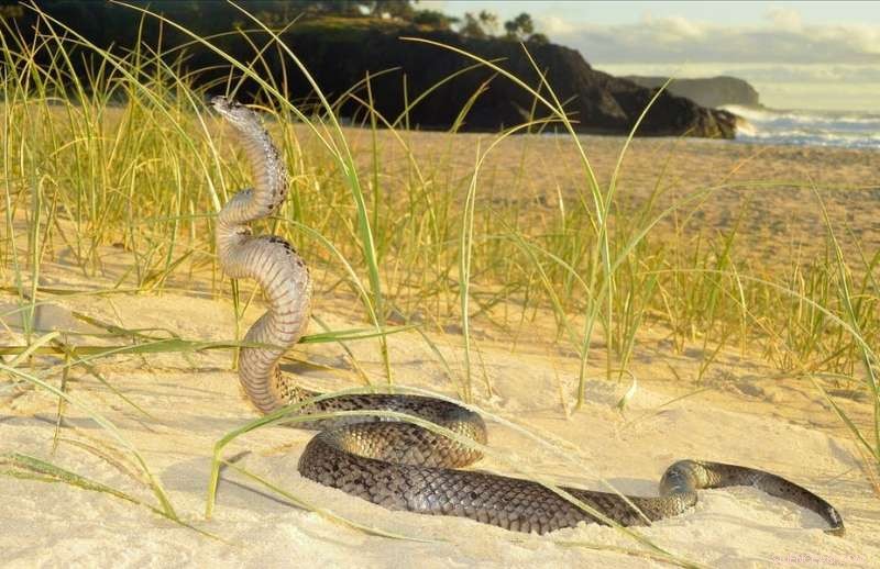 Australia s Unique Snake Diversity: Why It s a Biologist s Paradise