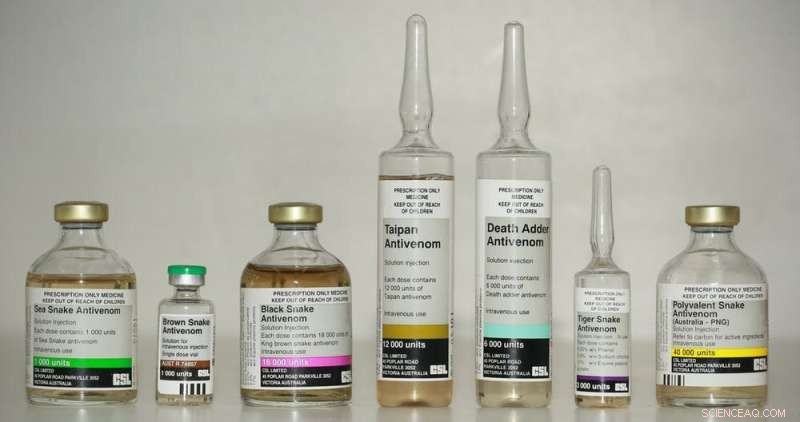 Australia s Unique Snake Diversity: Why It s a Biologist s Paradise