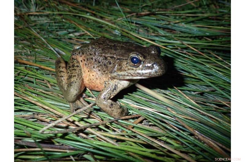 Chytridiomycosis Threatens Baja California Frogs: A Conservation Crisis