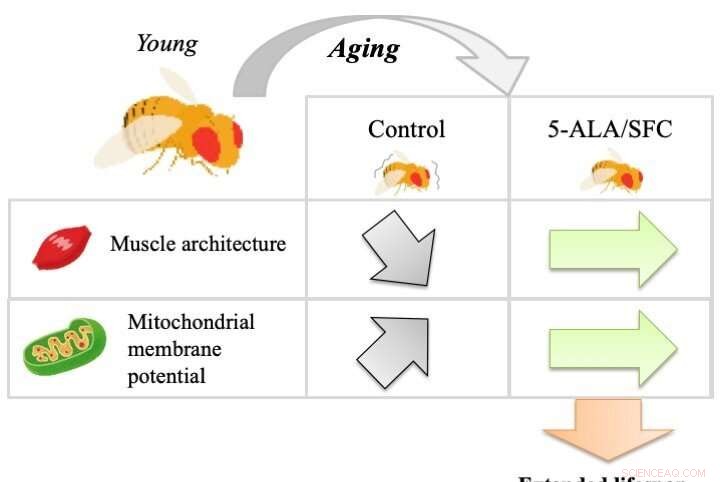 5-ALA & SFC: Boosting Muscle Health & Longevity - Research Highlights