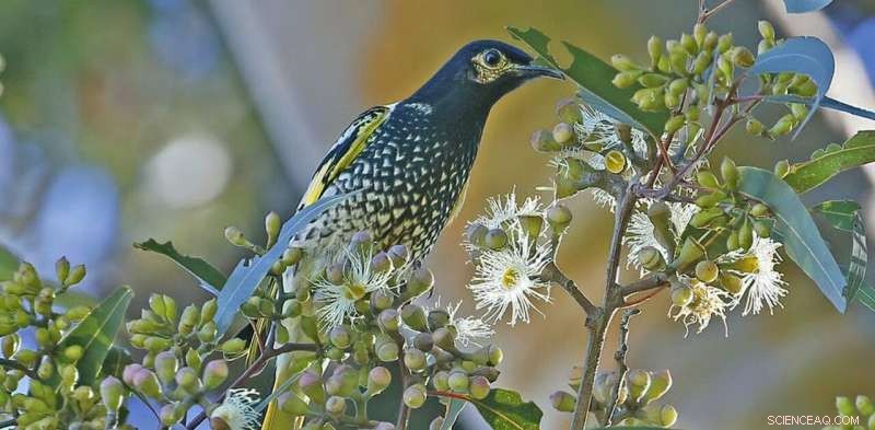 Australia s Lost Birds: A 250-Year Decline Since Colonization