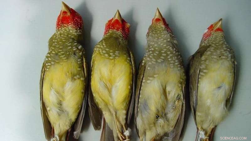 Australia s Lost Birds: A 250-Year Decline Since Colonization