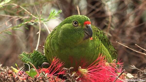 Australia s Lost Birds: A 250-Year Decline Since Colonization
