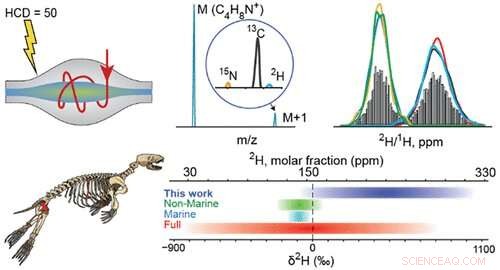 Deuterium Levels in Marine Mammal Bones Reveal New Insights into Arctic Ecosystems