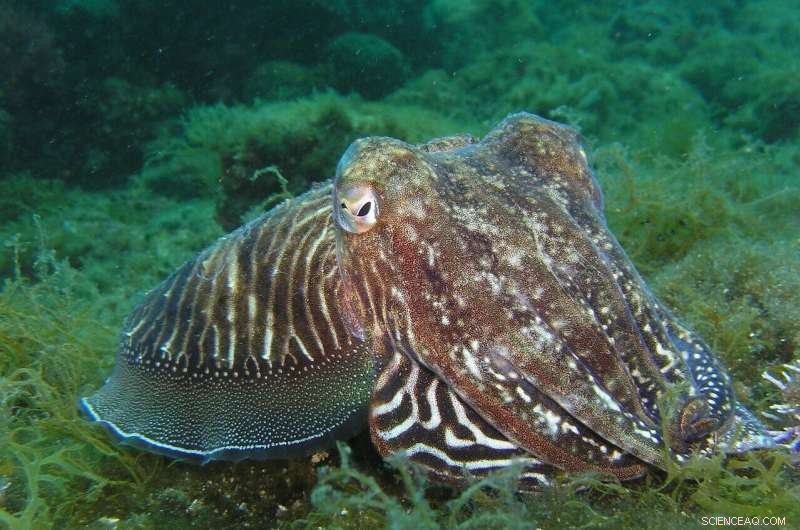 Pacific Coast Squid Bloom Linked to Ocean Heatwaves - Climate Change Impact