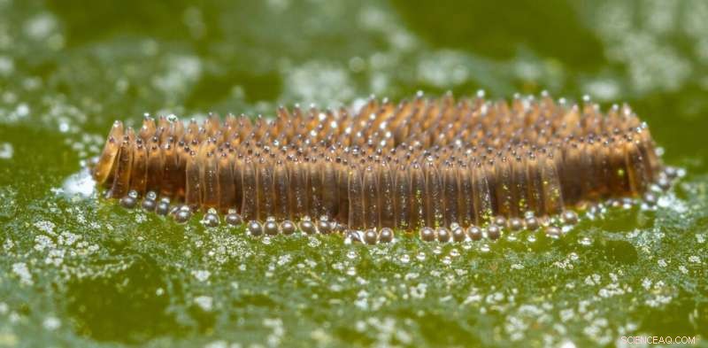 Bti Pesticides & Frog Health: Understanding the Environmental Impact