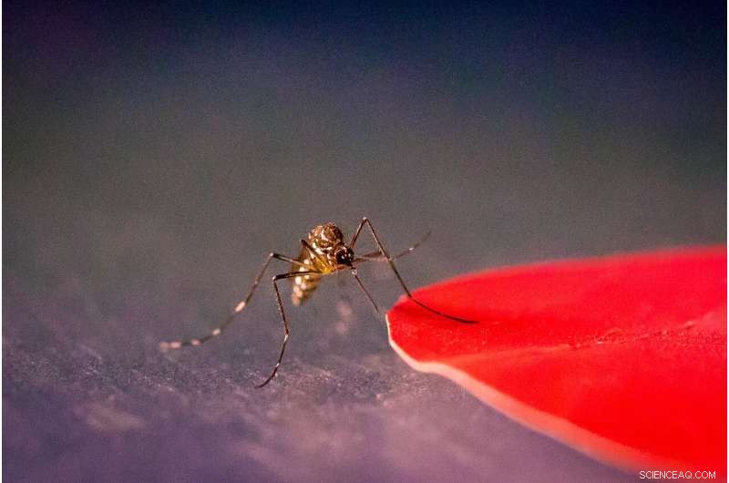 How Mosquito Vision Can Help You Avoid Bites | University of Washington