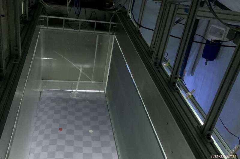 How Mosquito Vision Can Help You Avoid Bites | University of Washington