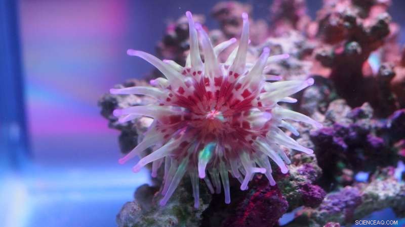 Australian Sea Anemone Venom: A Source of Novel Drug Discovery