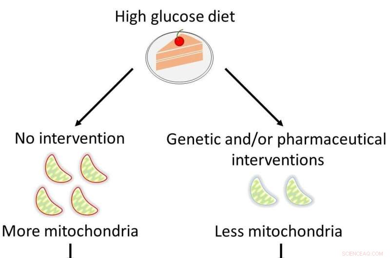 Mitochondrial Metabolism & Longevity: Understanding the Role of Reprogramming
