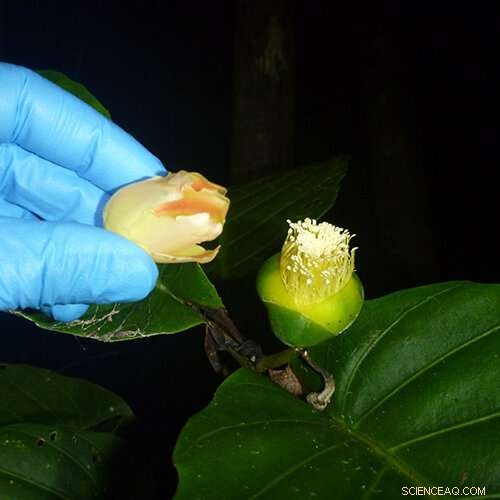 Bat Pollination: Uncovering Botanical Secrets with Bats