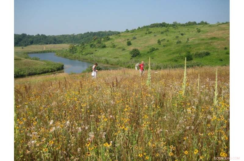 Establish Pollinator Habitats: Seeding for Success in Disturbed Soils