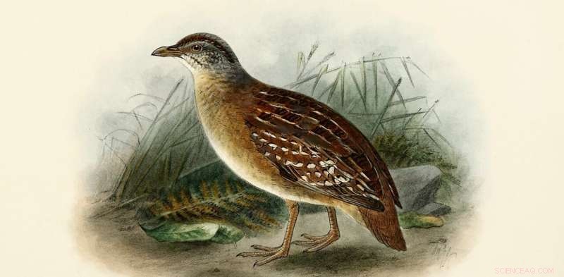 The Elusive Buff-Breasted Button-Quail: Unraveling a Century-Old Mystery