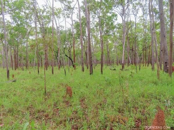 The Elusive Buff-Breasted Button-Quail: Unraveling a Century-Old Mystery