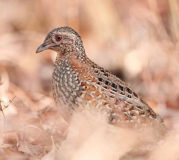 The Elusive Buff-Breasted Button-Quail: Unraveling a Century-Old Mystery
