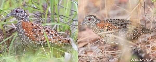 The Elusive Buff-Breasted Button-Quail: Unraveling a Century-Old Mystery