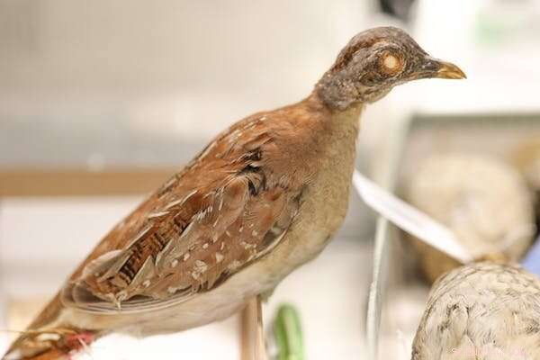 The Elusive Buff-Breasted Button-Quail: Unraveling a Century-Old Mystery