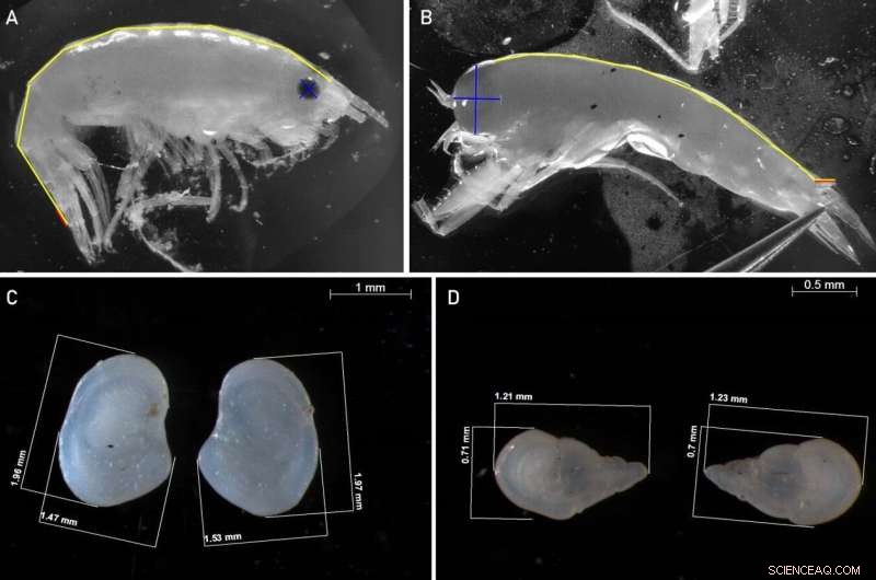 Arctic Marine Species: Size & Weight Data from Polarstern Expeditions