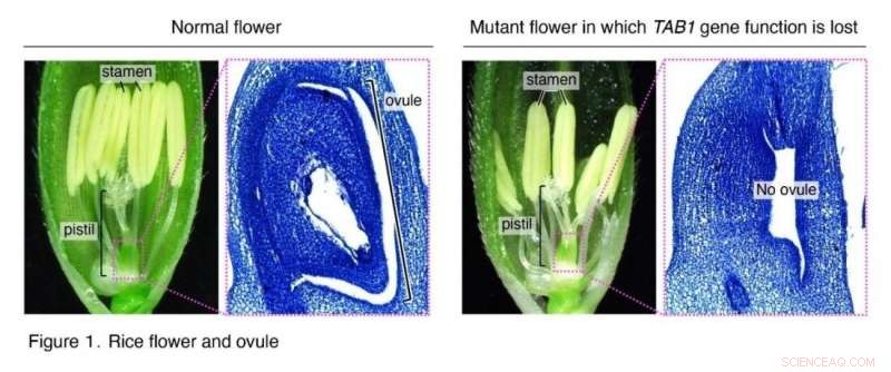 TAB1 Gene Crucial for Rice Ovule Development: Research Highlights