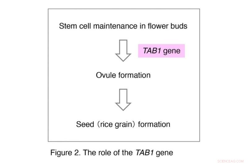 TAB1 Gene Crucial for Rice Ovule Development: Research Highlights