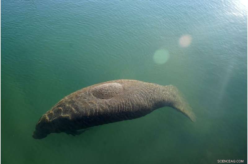 SeaWorld Expands Manatee Rescue Efforts in Florida