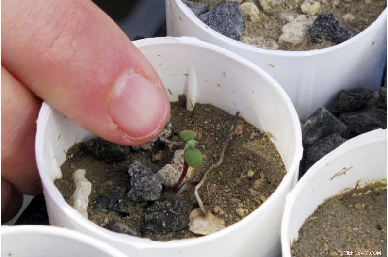 US Supports Habitat Protection for Rare Tiehm s Buckwheat Amid Lithium Mining Concerns