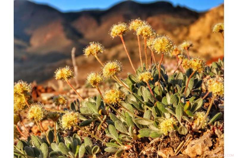 US Supports Habitat Protection for Rare Tiehm s Buckwheat Amid Lithium Mining Concerns