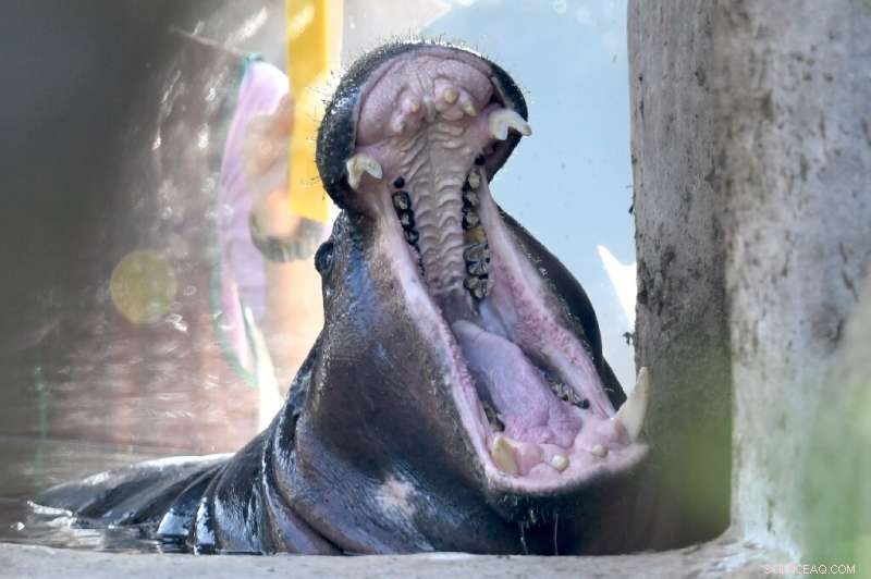 Coexistence in the Congo: Humans & Hippos Find a Path to Peace