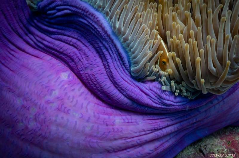 Ocean Acidification & Fish Behavior: New Research Shows Less Severe Impacts