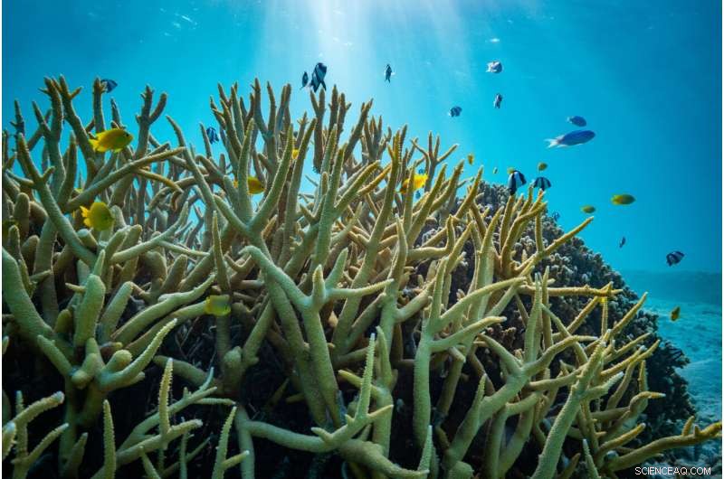 Ocean Acidification & Fish Behavior: New Research Shows Less Severe Impacts