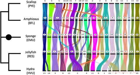 DNA Ancestry Mapping: Tracing Evolutionary Relationships