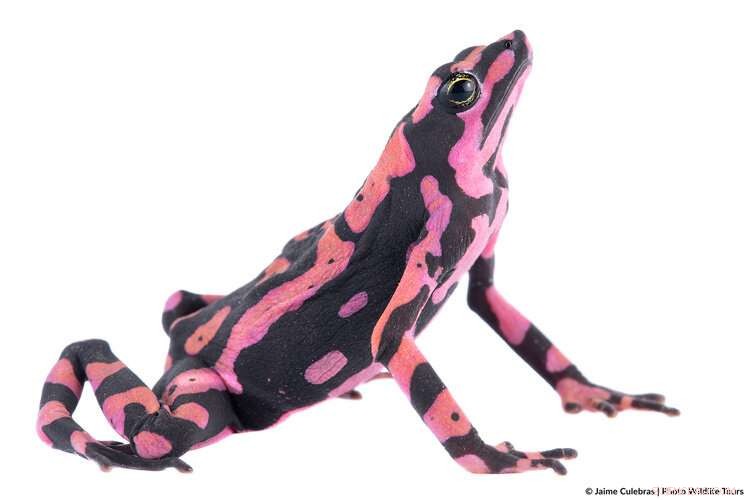 Amphibian Decline: The Hidden Loss of Chemical Diversity