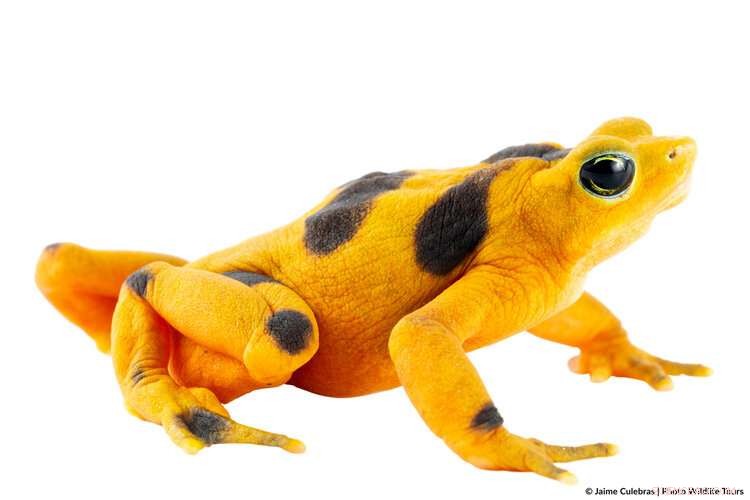 Amphibian Decline: The Hidden Loss of Chemical Diversity