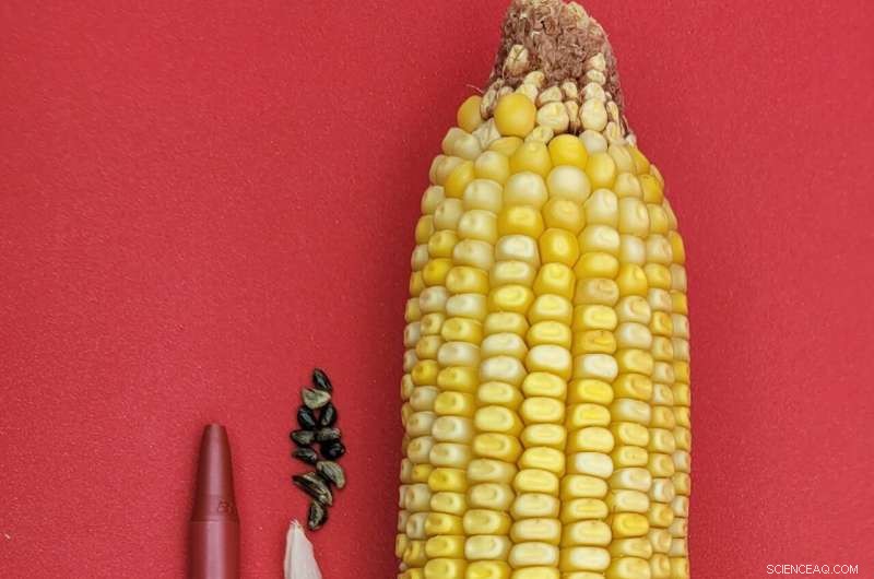 Unlocking Corn s History: Gene Comparison Reveals Domestication Journey