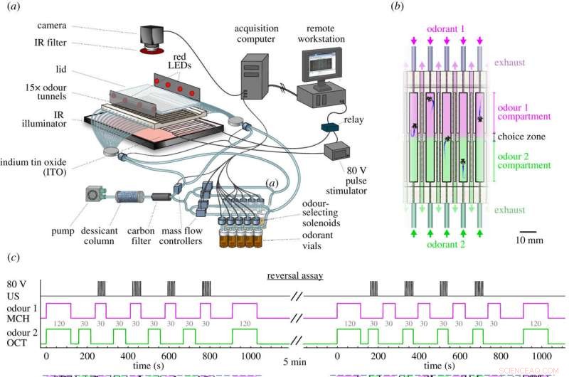 Fruit Fly Experiments Challenge Nature vs. Nurture in Learning