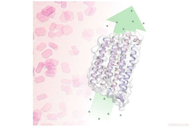 Light-Driven Chloride Transport in Cells: A Deep Dive