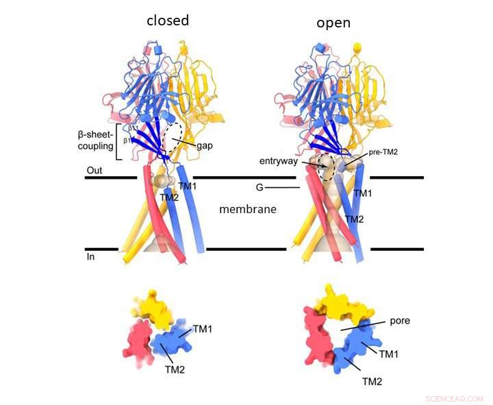 ASOR Chloride Channel Structure: Insights into Ion Permeability