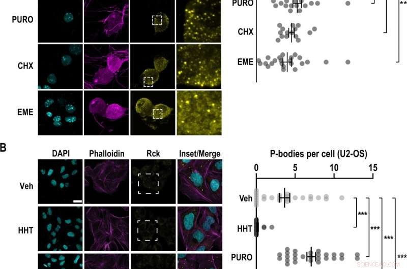 Protein Synthesis Regulation: New Insights into Cell Control