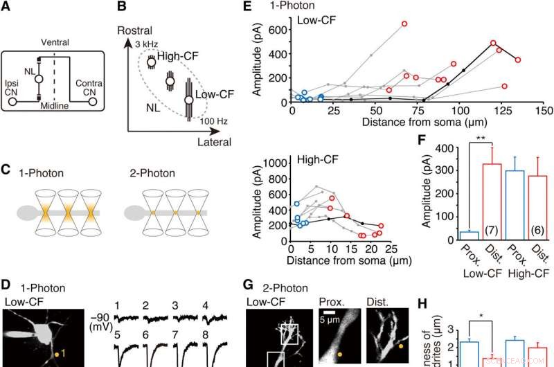Bird Auditory Processing: How They Locate Sounds - A Scientific Analysis
