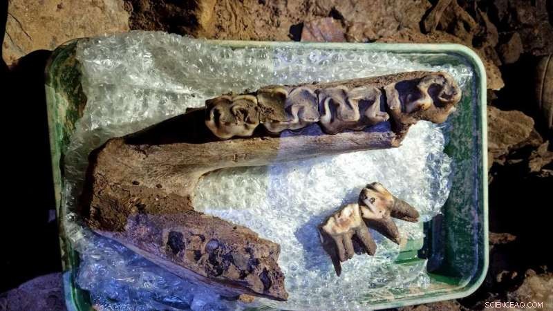 Devon Ice Age Fossils: Mammoth, Rhino & Wolf Discoveries