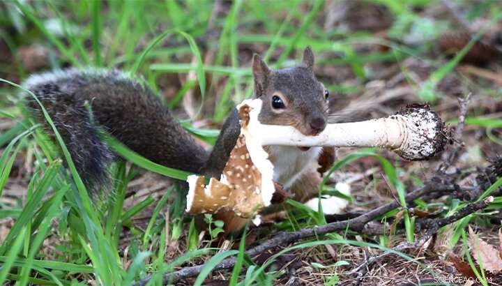 Japanese Squirrels and Poisonous Mushrooms: A Surprising Diet