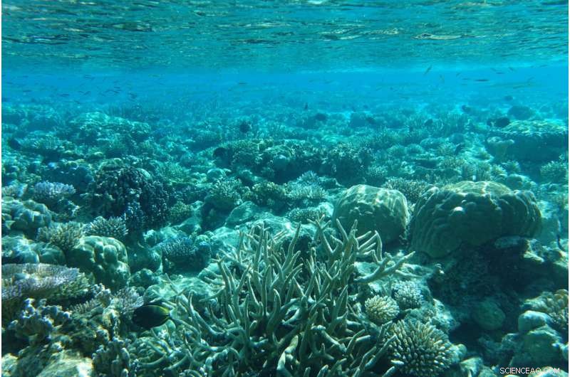 Coral Reef Resilience: Discovering Climate-Resistant  Bright Spots 