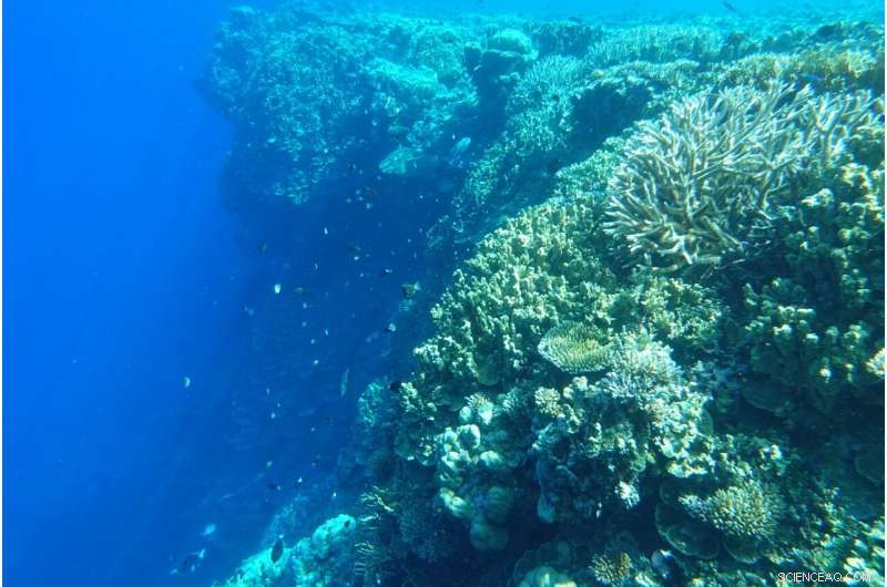 Coral Reef Resilience: Discovering Climate-Resistant  Bright Spots 