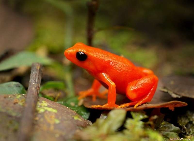 Climate Change Threatens Tropical Species: The Case of the Madagascar Frog