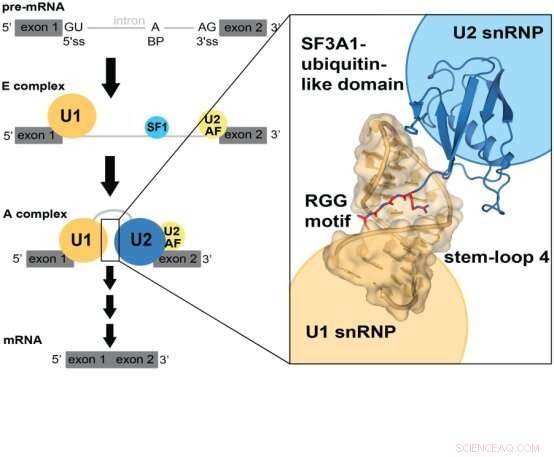 RGG Motif Facilitates U1-U2 snRNP Interaction for Spliceosome Formation