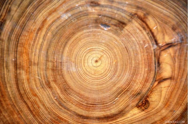 Tree Ring Data: Quantifying Carbon Sequestration in Forests