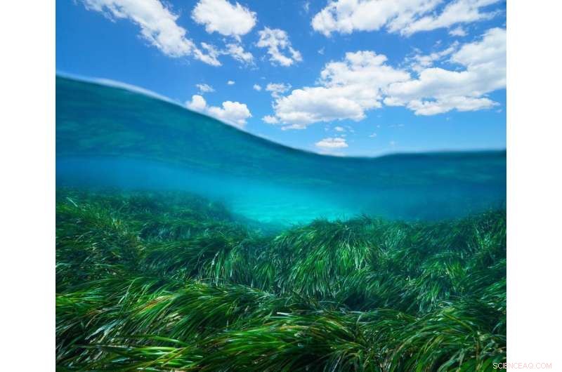 Saving Seagrass: Innovative Underwater Gardening for Marine Ecosystems