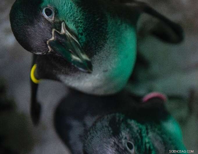 Peru Oil Spill: Rescue and Rehabilitation of Affected Sea Birds