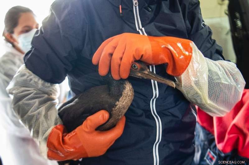 Peru Oil Spill: Rescue and Rehabilitation of Affected Sea Birds