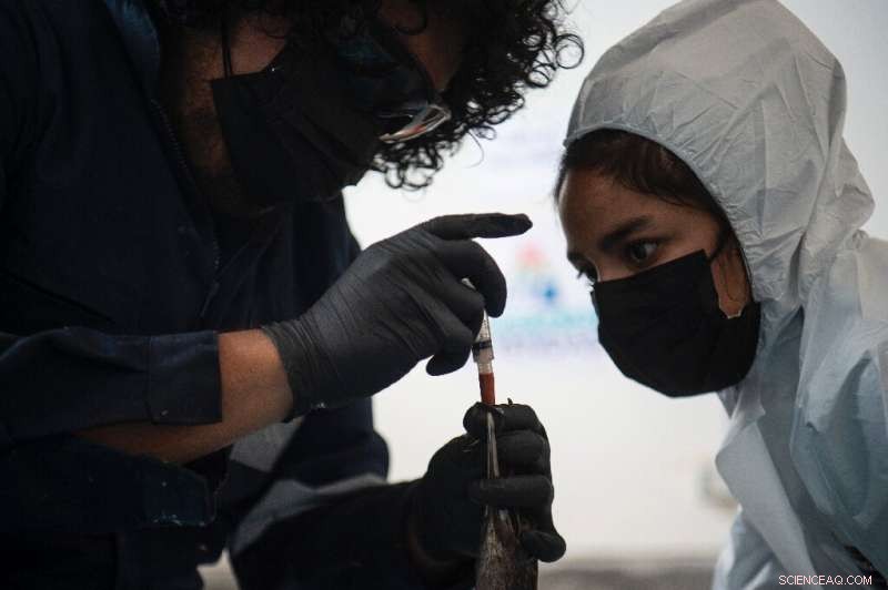 Peru Oil Spill: Rescue and Rehabilitation of Affected Sea Birds